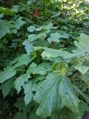 Ribes biebersteinii