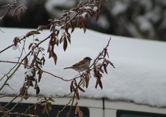Passer domesticus