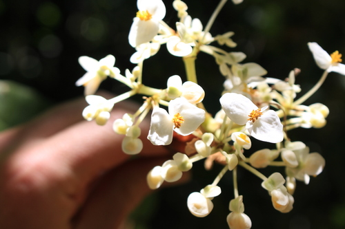Image of Begonia involucrata by no rights reserved