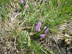 Oxytropis neglecta