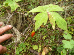 Podophyllum hexandrum