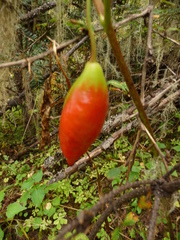 Podophyllum hexandrum