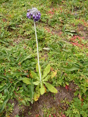 Primula capitata