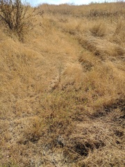 Deinandra bacigalupii