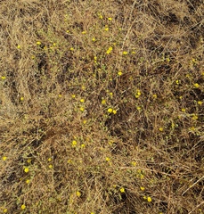 Deinandra bacigalupii