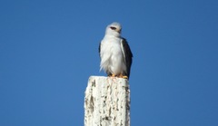 Elanus caeruleus