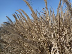 Arundo plinii