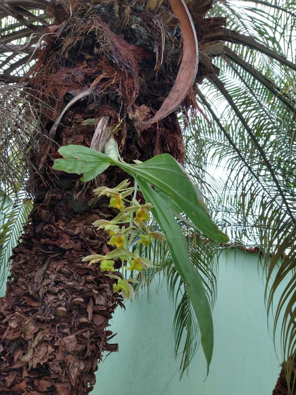 Catasetum fimbriatum