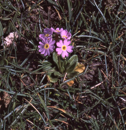 Primula fasciculata, photograph 1