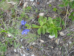 Veronica bellidioides