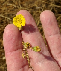 Deinandra bacigalupii