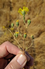 Deinandra bacigalupii