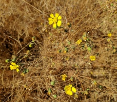 Deinandra bacigalupii