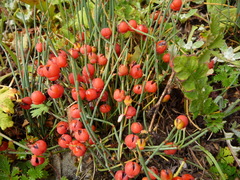 Ephedra gerardiana