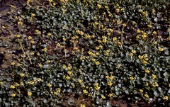 Ranunculus natans