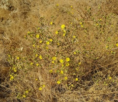 Deinandra bacigalupii