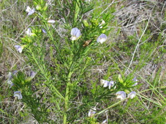 Psoralea triflora