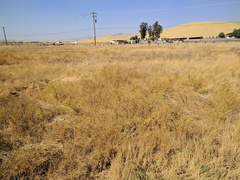 Deinandra bacigalupii