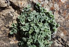 Scutellaria orbicularis