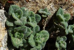 Scutellaria orbicularis