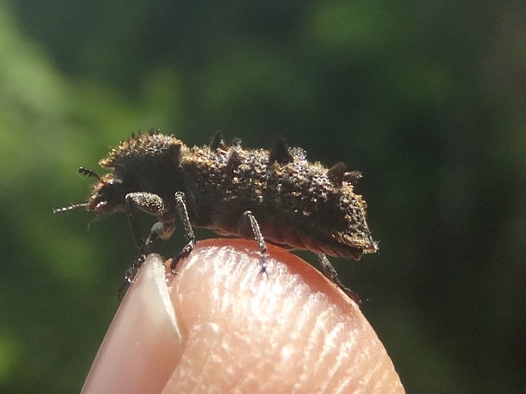 Lichenophanes penicillatus