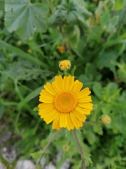 Anthemideae