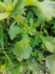 Anthemideae