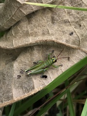 Agesander ruficornis