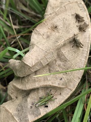 Agesander ruficornis