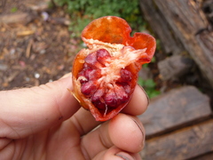 Podophyllum hexandrum