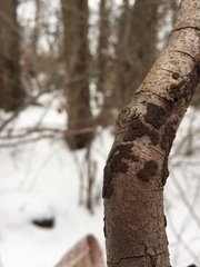 Hypoxylon perforatum