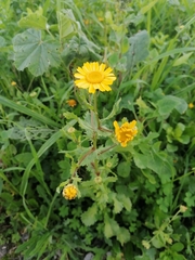Anthemideae