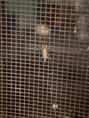 Chironomus crassicaudatus