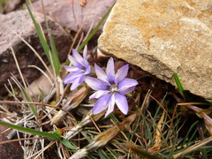 Gentianeae
