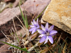 Gentianeae