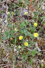 Potentilla hyparctica