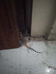 Hemidactylus turcicus