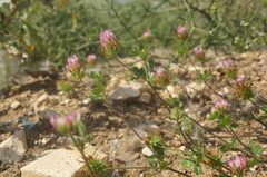 Trifolium echinatum