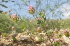 Trifolium echinatum