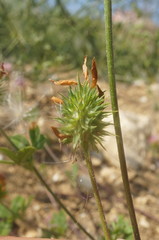 Trifolium echinatum