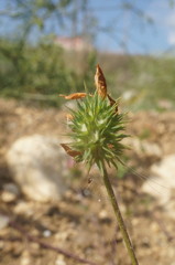 Trifolium echinatum