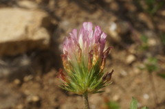 Trifolium echinatum