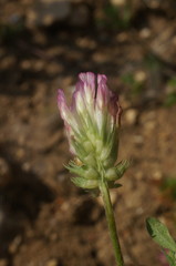 Trifolium echinatum