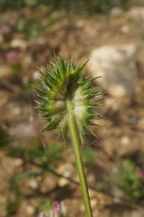 Trifolium echinatum