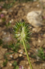 Trifolium echinatum