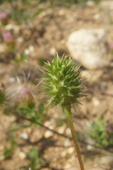 Trifolium echinatum