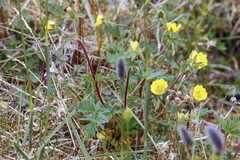 Potentilla hyparctica