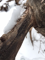 Hysterium angustatum