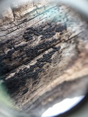 Hysterium angustatum