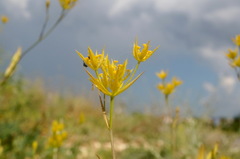 Bupleurum odontites